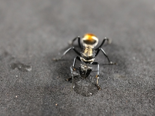 Golden-tailed Spiny Ant