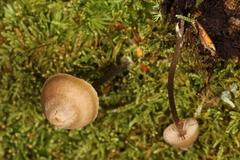Entoloma conicum
