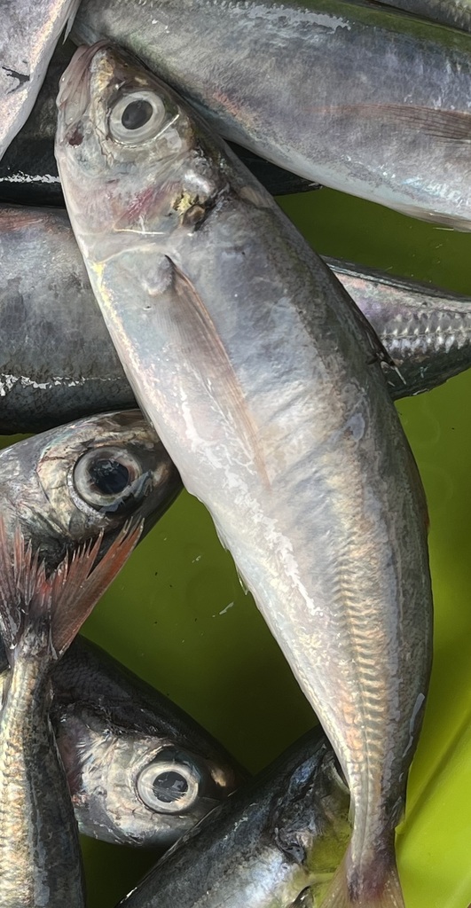 Pacific redtail scad (Decapterus kurroides) — Carangidae
