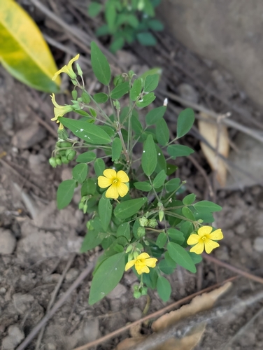 Shrubby Woodsorrel (Oxalis frutescens)