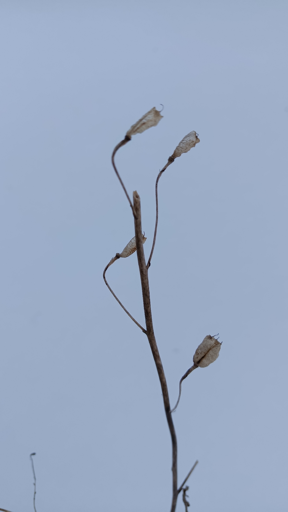 Stračka vyvýšená Magic Fountains Sky Blue (White Bee) — foto