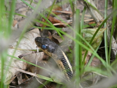 Thamnophis sirtalis