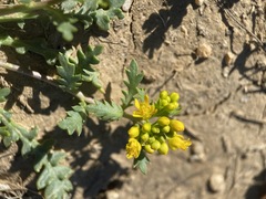 Lepidium flavum felipense