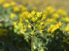 Lepidium flavum felipense