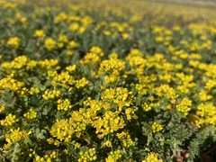 Lepidium flavum felipense