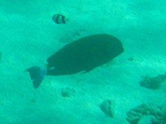 Acanthurus dussumieri