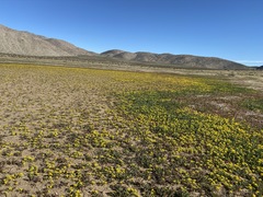Lepidium flavum felipense