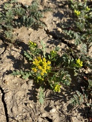 Lepidium flavum felipense