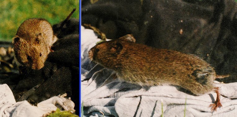 Southern Red Backed Vole Mammals Of Killbear Provincial Park