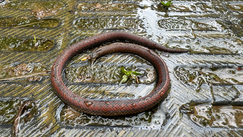 Werner's Ground Snake
