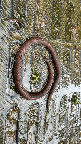 Werner's Ground Snake