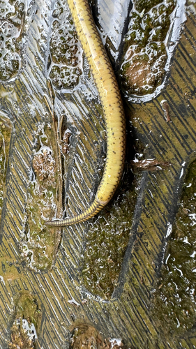 Werner's Ground Snake