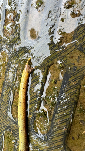 Werner's Ground Snake