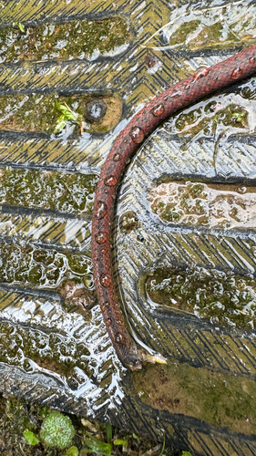 Werner's Ground Snake