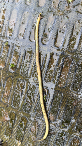 Werner's Ground Snake