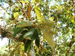 Quercus segoviensis