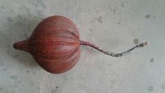Pelliciera rhizophorae