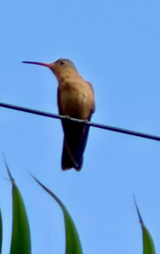 Cinnamon Hummingbird (Amazilia rutila), photo 7
