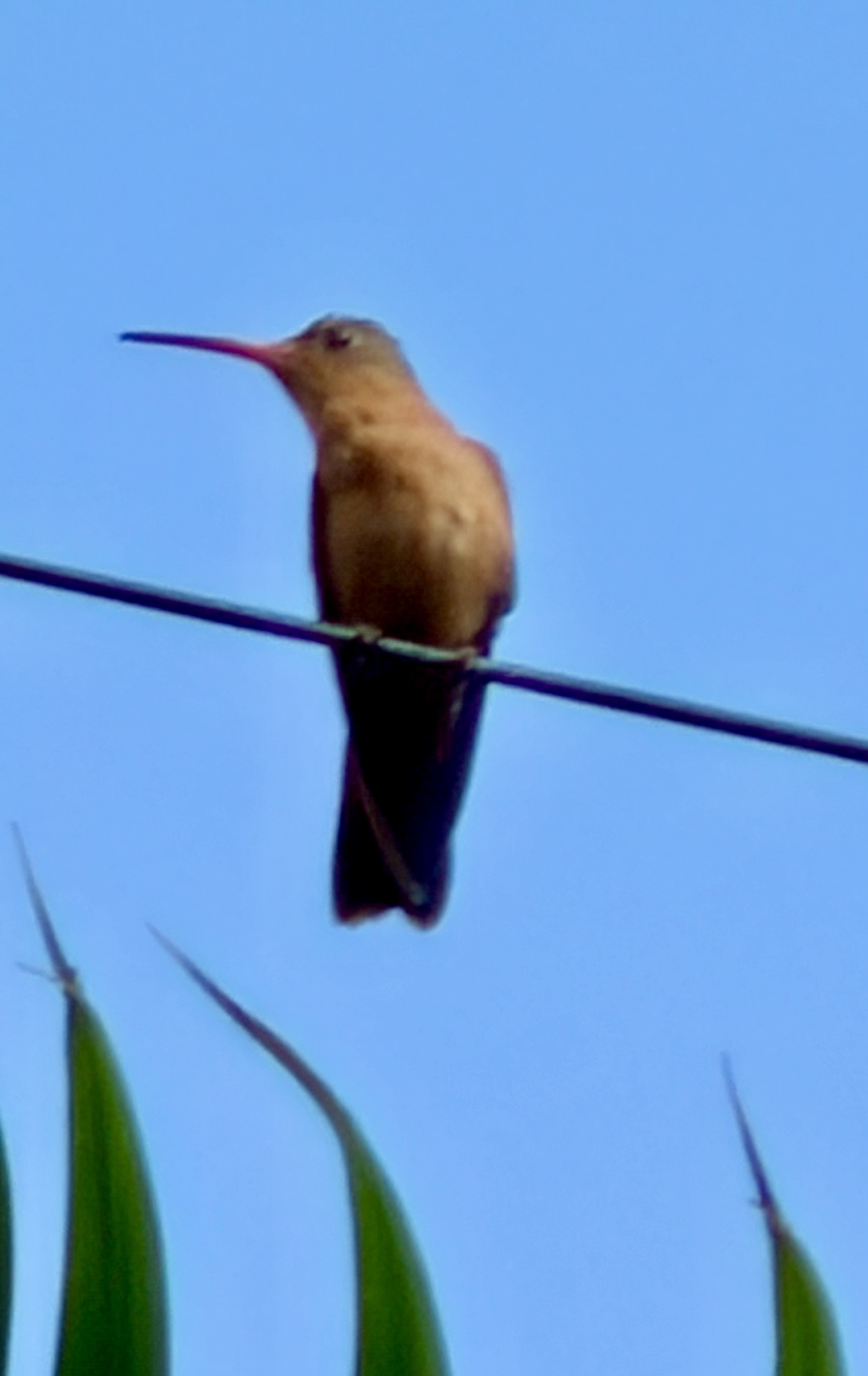 Cinnamon Hummingbird (Amazilia rutila), photo 7