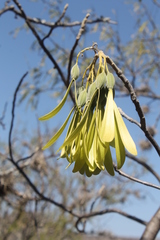 Gyrocarpus mocinoi