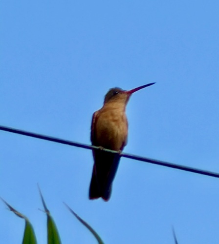 Cinnamon Hummingbird (Amazilia rutila), photo 8