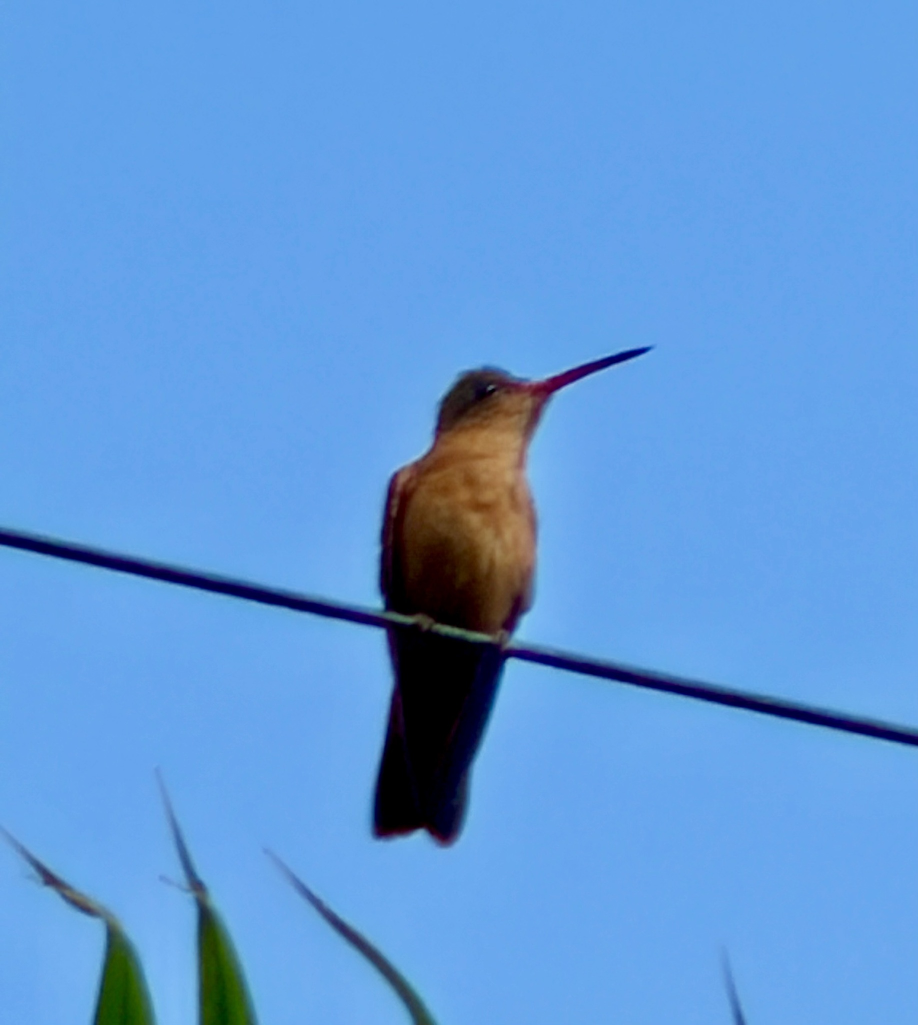 Cinnamon Hummingbird (Amazilia rutila), photo 8