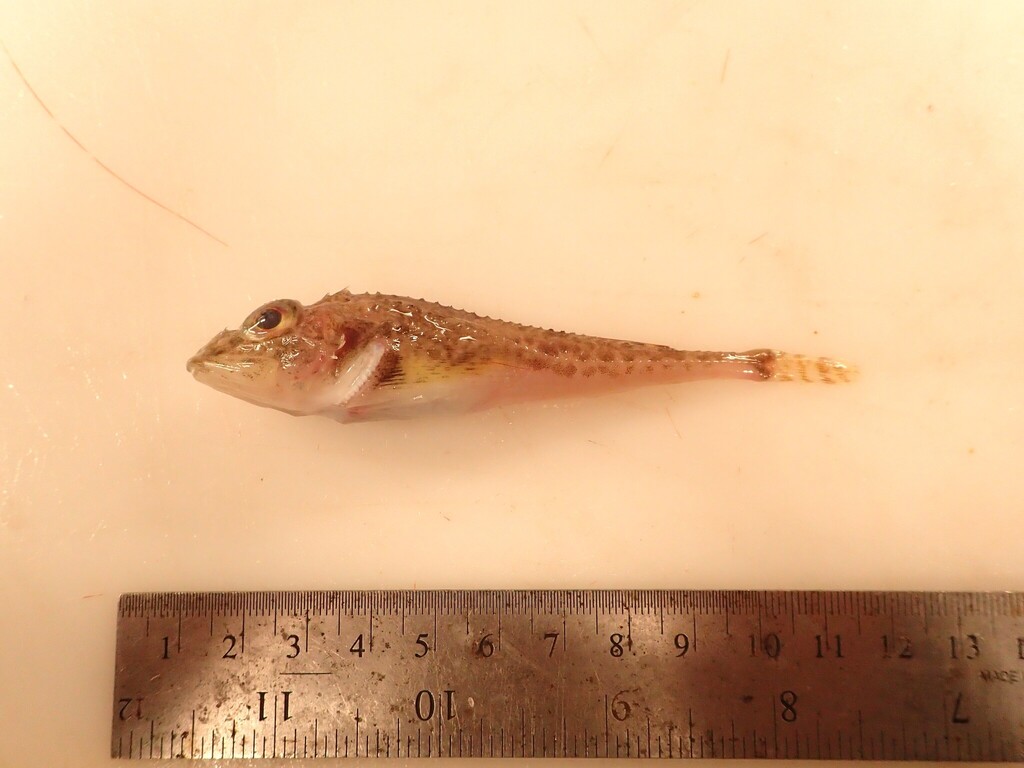 Spatulate sculpin (Icelus spatula) — Cottidae