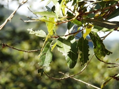 Quercus elliptica