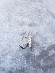 Acanthocephala alata