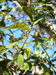 Quercus elliptica