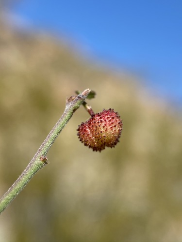 Image of Ayenia compacta by (c) Matt Berger, some rights reserved (CC BY)
