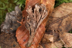 Thelephora anthocephala