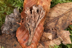 Thelephora anthocephala