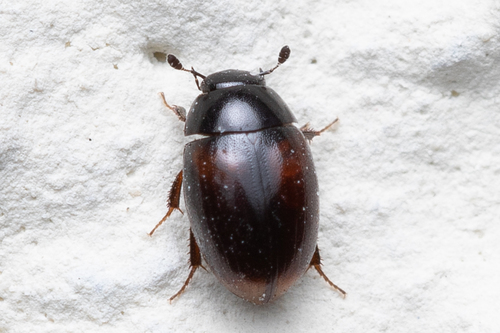 Water scavenger beetle
