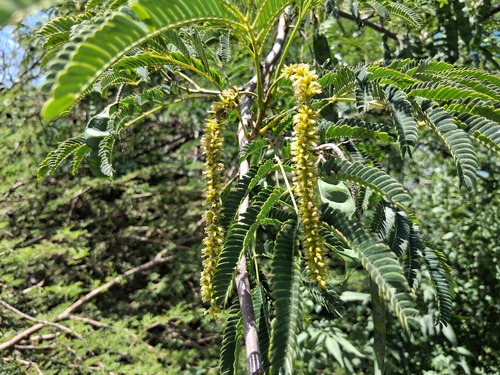 Foto de Gurucaia