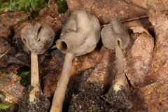 Helvella ephippium