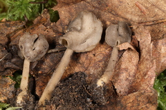 Helvella ephippium
