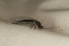 Suphalomitus difformis