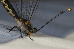 Suphalomitus difformis