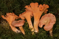 Cantharellus velutinus
