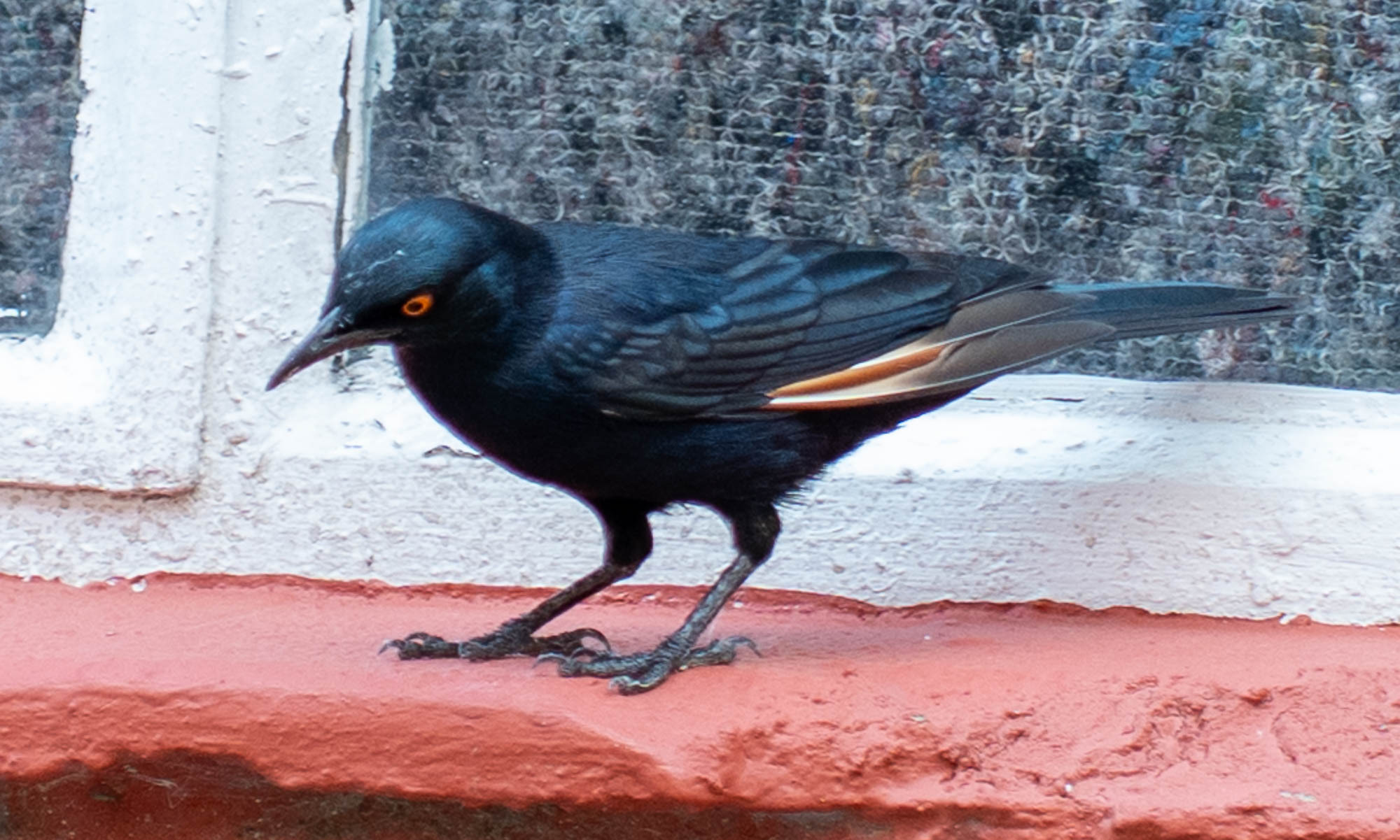 Pale-winged Starling (Onychognathus nabouroup), photo 2