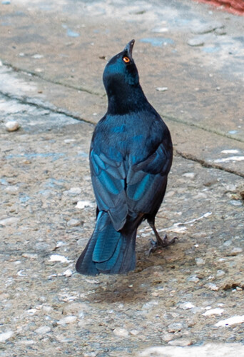 Pale-winged Starling (Onychognathus nabouroup)