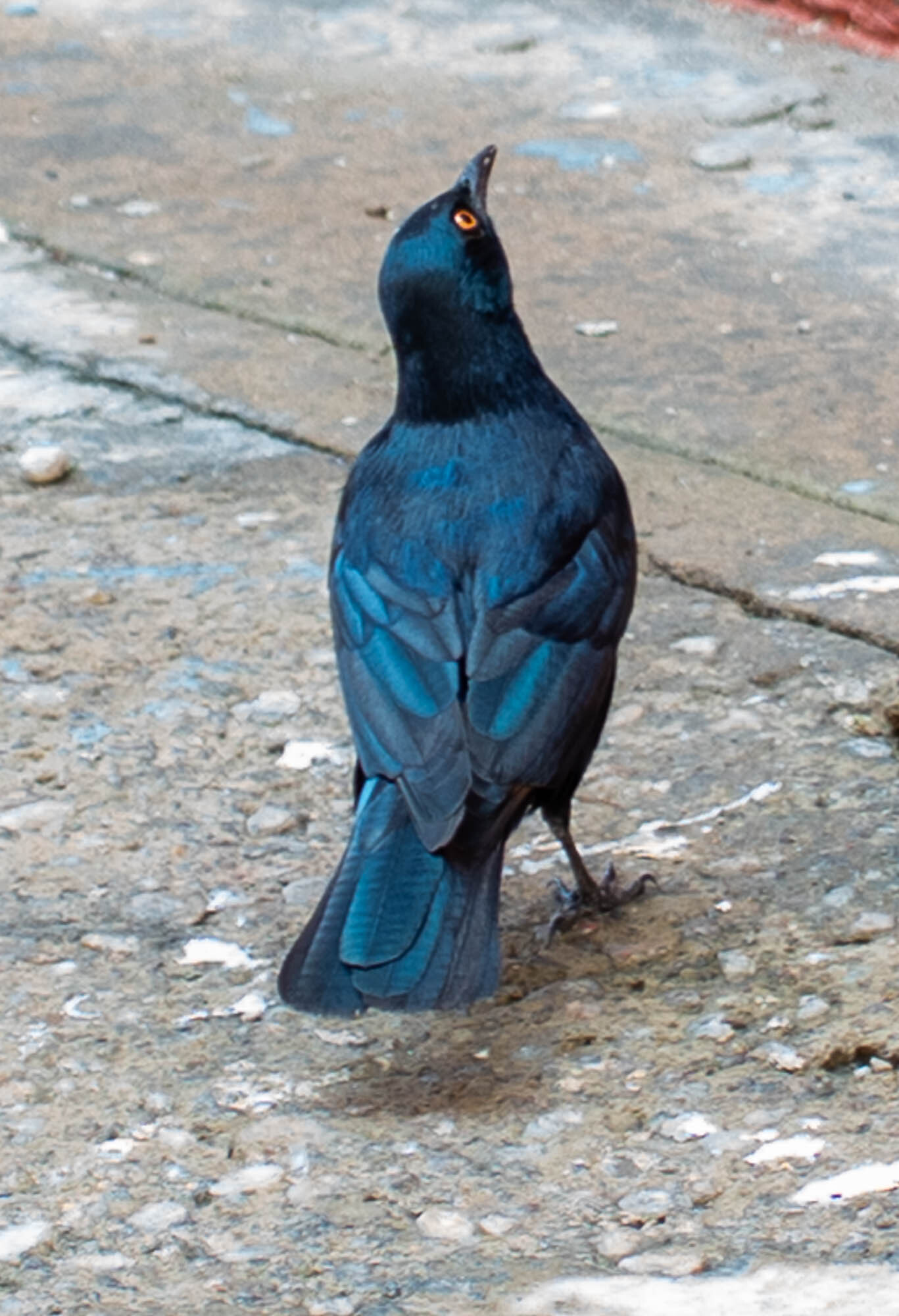 Pale-winged Starling (Onychognathus nabouroup), photo 1