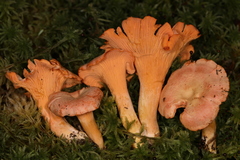 Cantharellus velutinus