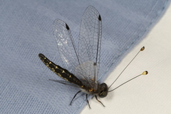 Suphalomitus difformis