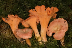 Cantharellus velutinus