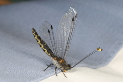 Suphalomitus difformis