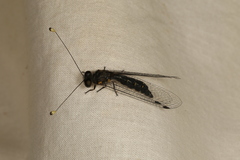 Suphalomitus difformis