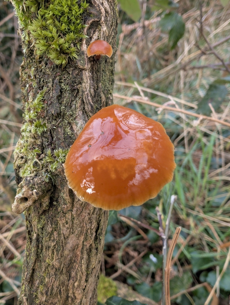 Flammulina · February 2026 · photo: © herdingclouds (iNaturalist, cc-by)
