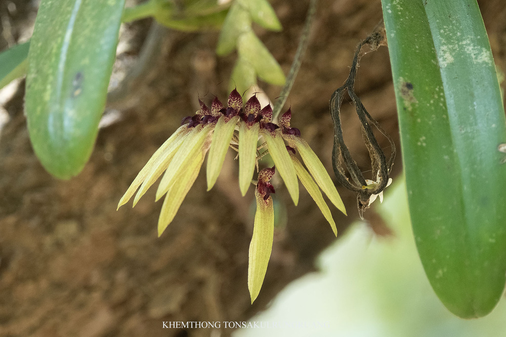 Bulbophyllum picturatum (Lodd.) Rchb.f.